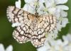 Chiasmia clathrata